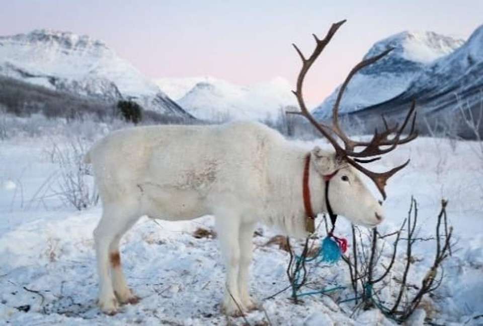 Polar Nights in Northern Norway - 5 days - On The Go Tours - Norway - Image 1