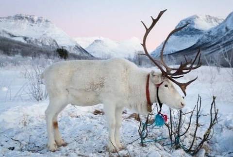 Polar Nights In Northern Norway - 5 Days - December 2026