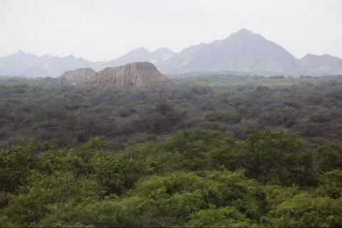 Rainforest And Jungle Visits Tour: Pomac Forest Historic Sanctuary & Sican Museum In Chiclayo