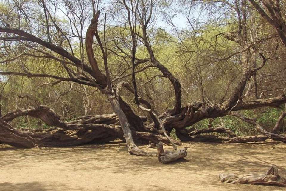 Pomac Forest Historic Sanctuary & Sican Museum in Chiclayo - Tangol Tours - Peru - Image 2
