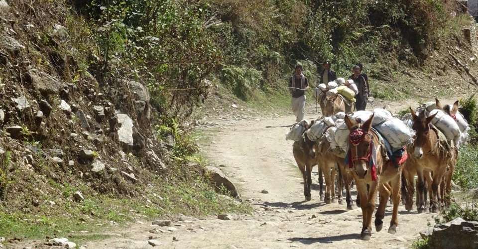 Poonhill trek - Green Valley Nepal Treks Pvt Ltd - Nepal - Image 4