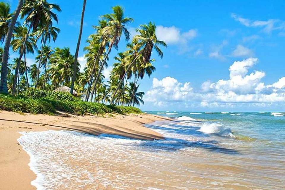 Praia Do Forte & Guarajuba Beach Day Trip - Tangol Tours - Brazil - Image 5