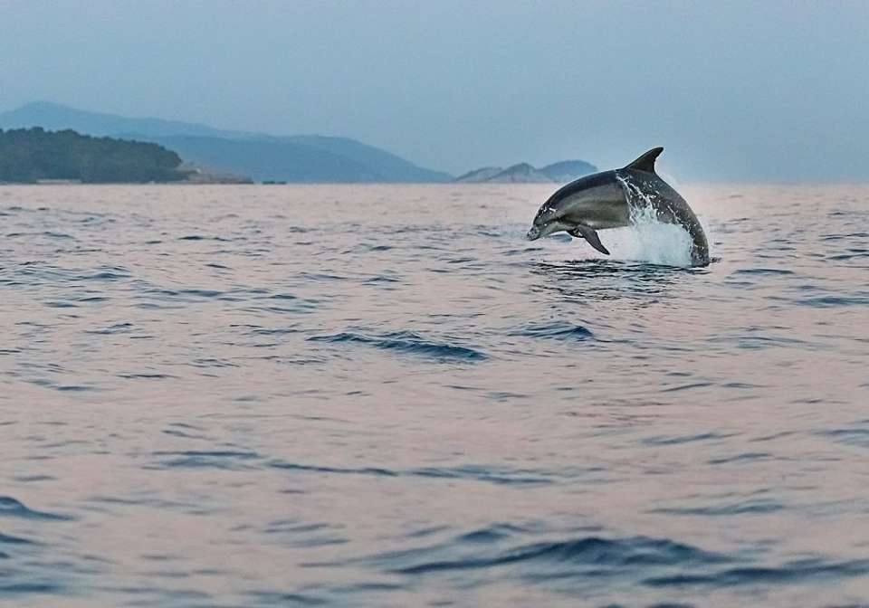 Premium Adriatic Wonders Cruise from Dubrovnik - Indus Travels - Croatia - Image 8