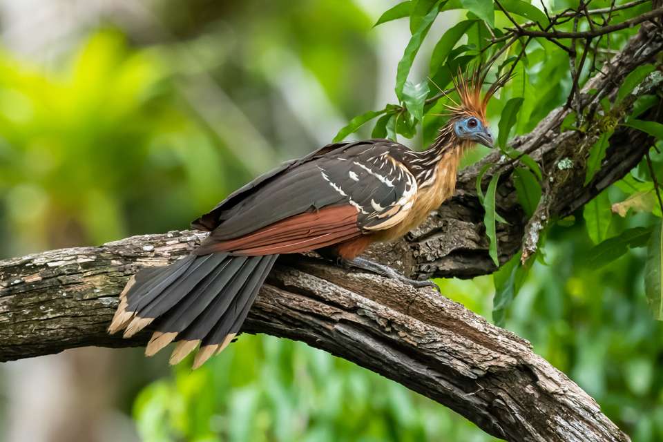 Premium Amazon Rainforest Add-on Tour (from Cuzco) - undefined - Image 8