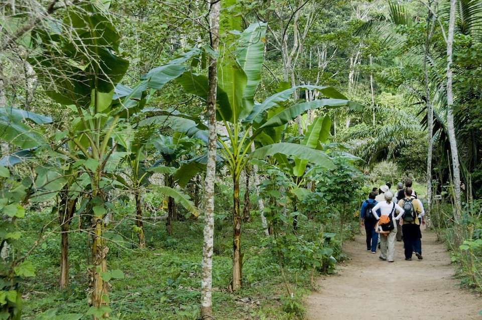 Premium Amazon Rainforest Add-on Tour (from Cuzco) - undefined - Image 9