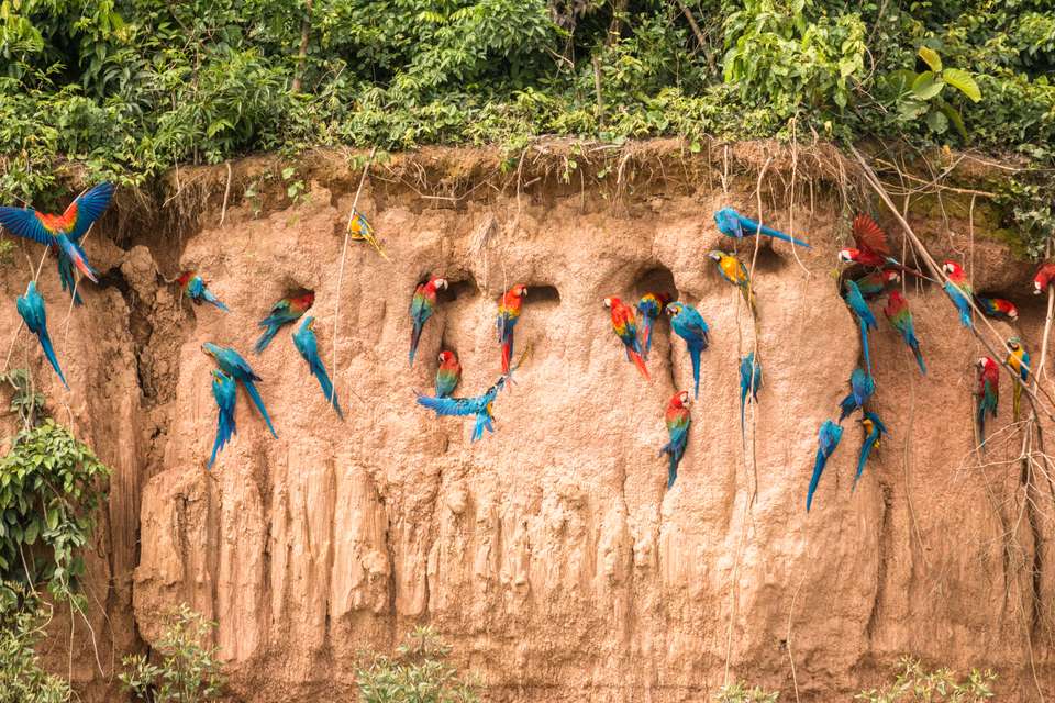 Premium Amazon Rainforest Add-on Tour (from Cuzco) - undefined - Image 10