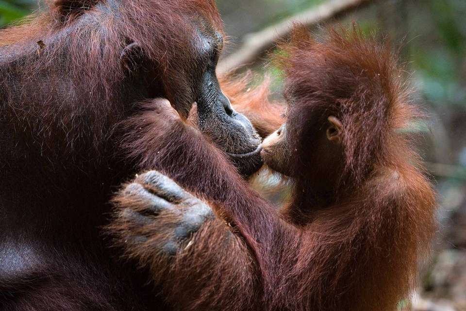 Premium Borneo in Depth - Intrepid Travel - Malaysia - Image 5