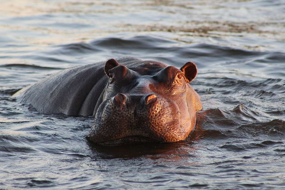 Premium Botswana - Intrepid Travel - Botswana - Image 3