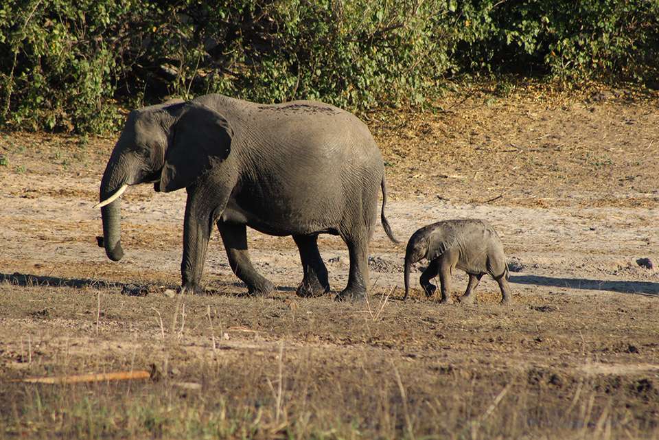Premium Botswana - Intrepid Travel - Botswana - Image 6