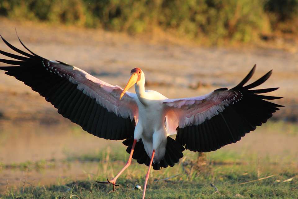 Premium Botswana - Intrepid Travel - Botswana - Image 7