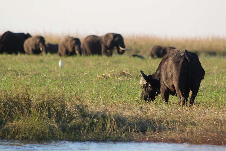 Premium Botswana - Intrepid Travel - Botswana - Image 9