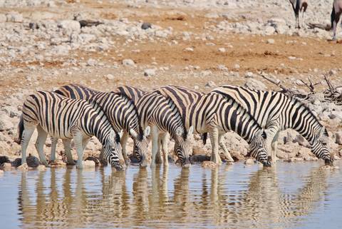 Windhoek Wildlife Tour: Premium Botswana & Namibia