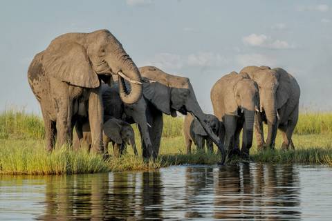Africa Wildlife Safaris And Game Drives Tour: Premium Botswana & Namibia