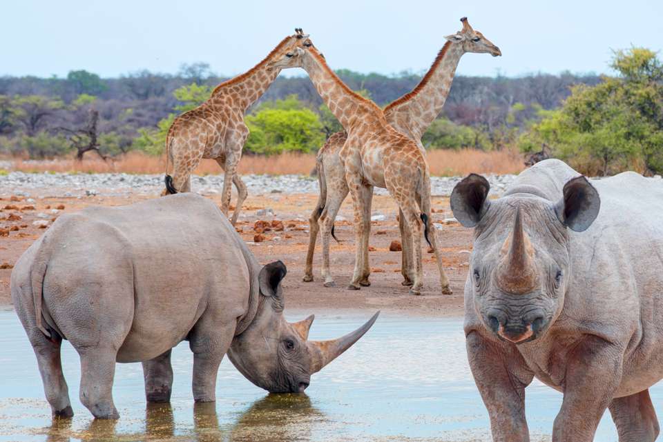Premium Botswana & Namibia - undefined - Image 4