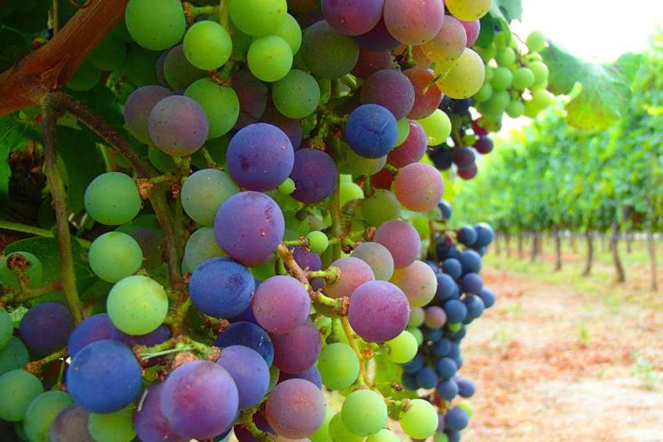 Premium Cafayate Wine Route - Tangol Tours - Argentina - Image 3