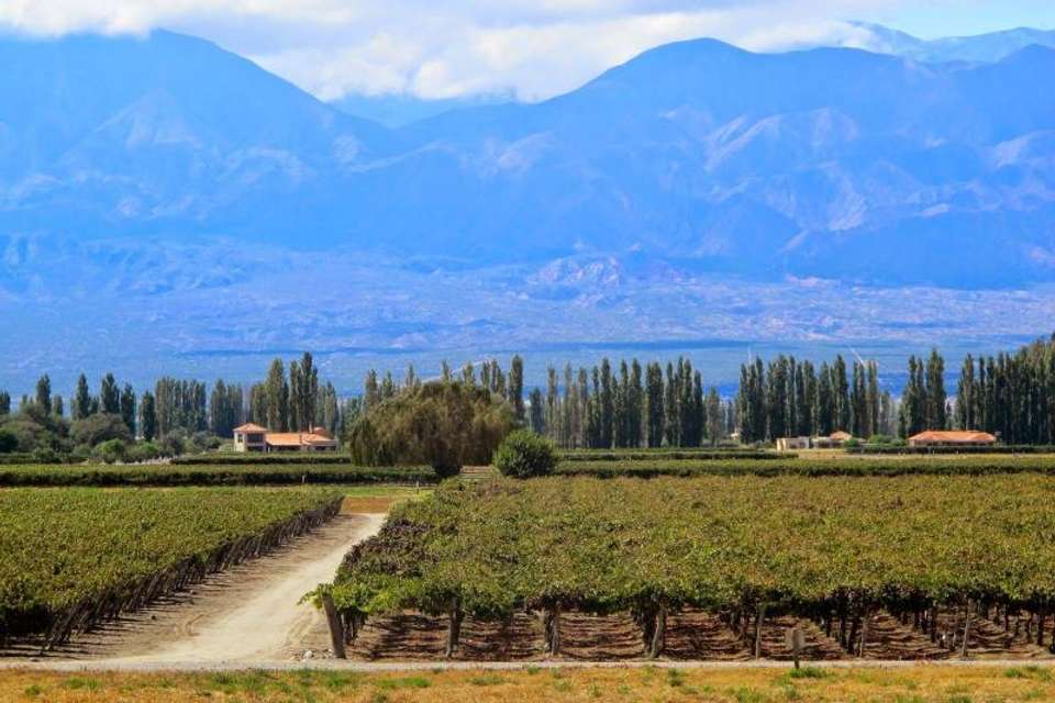 Premium Cafayate Wine Route - Tangol Tours - Argentina - Image 4