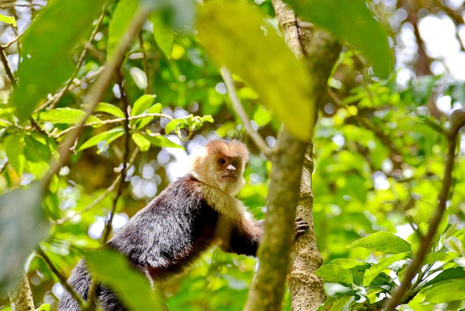 Premium Costa Rica - Intrepid Travel - Costa Rica - Image 10