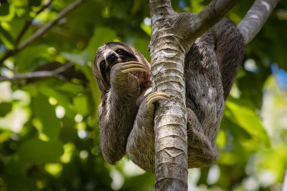 Premium Costa Rica in Depth - Intrepid Travel - Costa Rica - Image 2