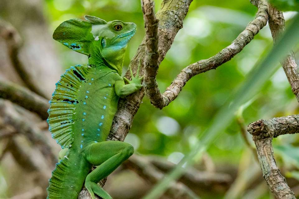 Premium Costa Rica in Depth - Intrepid Travel - Costa Rica - Image 8