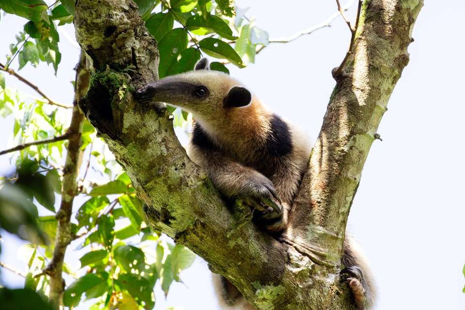 Premium Costa Rica: Tortuguero and Caribbean Coast - Intrepid Travel - Costa Rica - Image 2