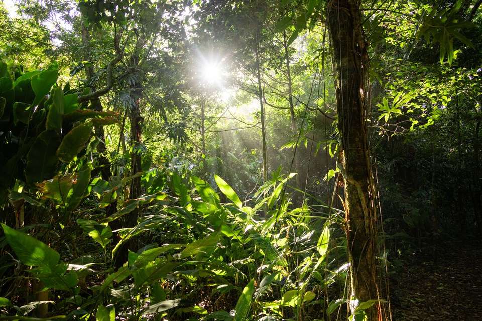 Premium Costa Rica: Tortuguero and Caribbean Coast - Intrepid Travel - Costa Rica - Image 5