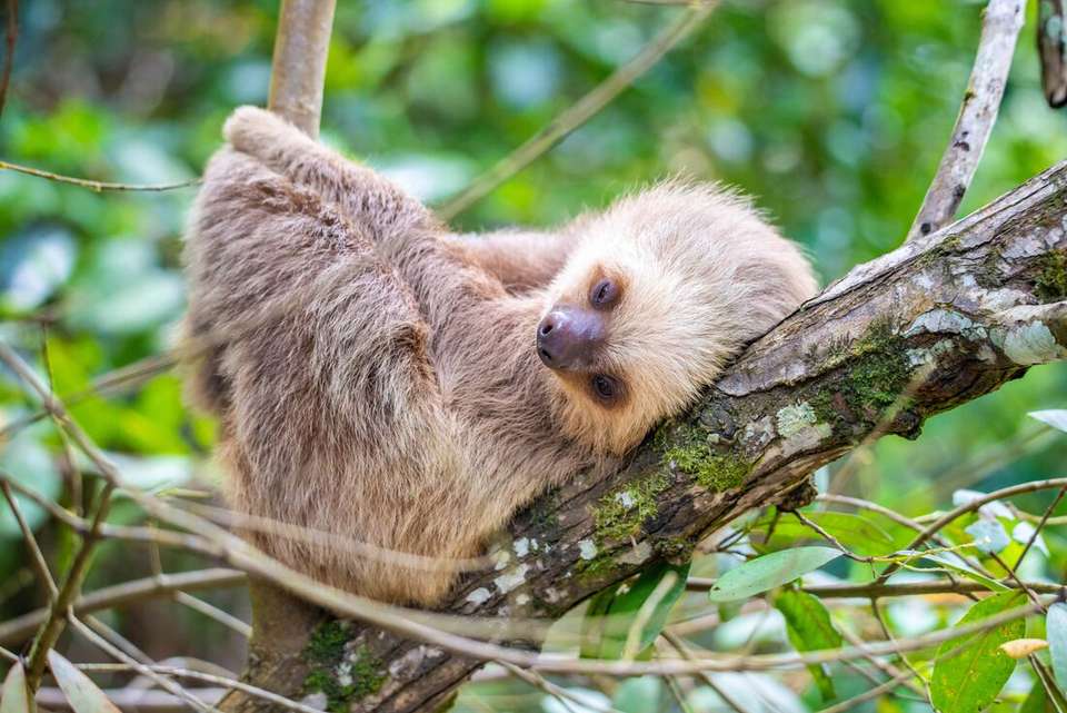 Premium Costa Rica: Tortuguero and Caribbean Coast - Intrepid Travel - Costa Rica - Image 6