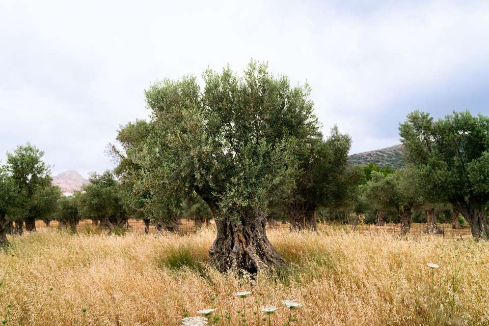 Premium Greece in Depth - Intrepid Travel - Greece