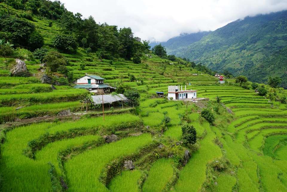 Premium Hiking and Trekking in Nepal's Annapurna region - Intrepid Travel - Nepal - Image 7