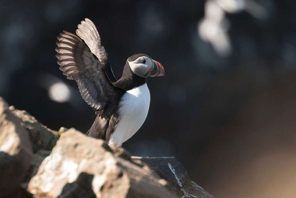 Premium Iceland - Intrepid Travel - Iceland - Image 9