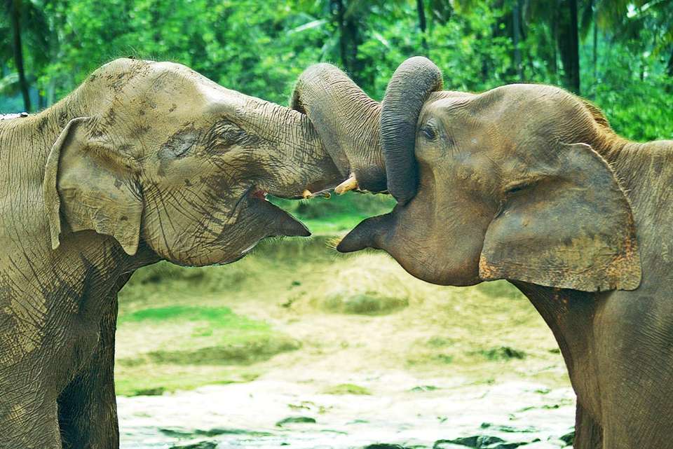 Premium India and Sri Lanka - Intrepid Travel - India - Image 8
