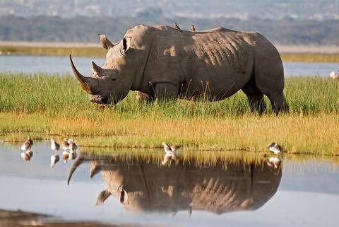 Kenya Experienced Travelers Trips: Premium Kenya