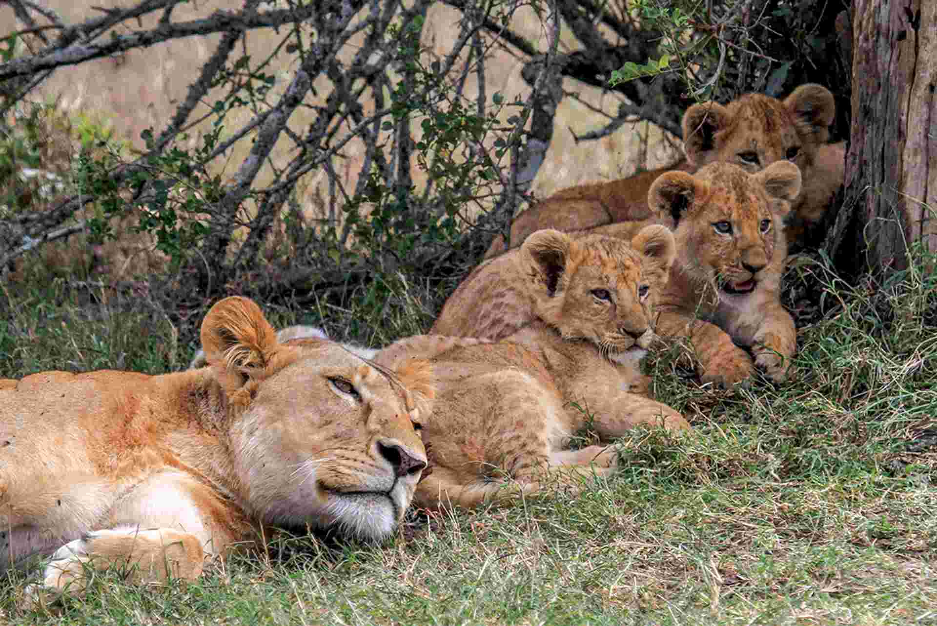 Premium Kenya & Tanzania