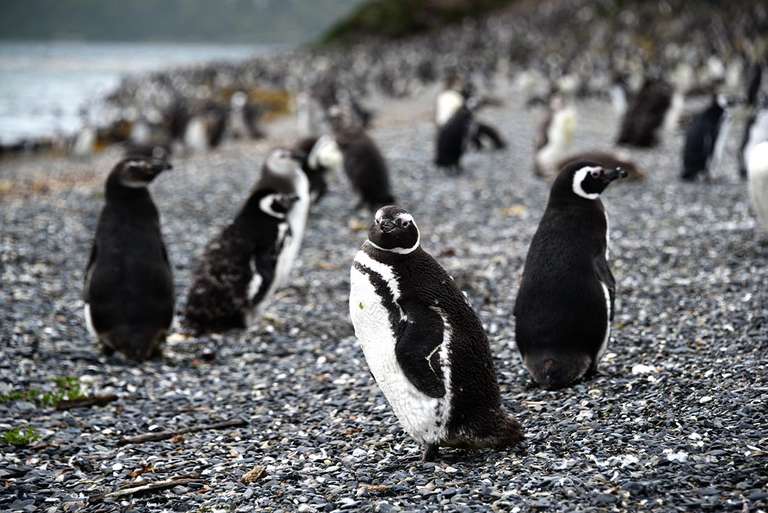 Premium Patagonia trip - alternative tour available