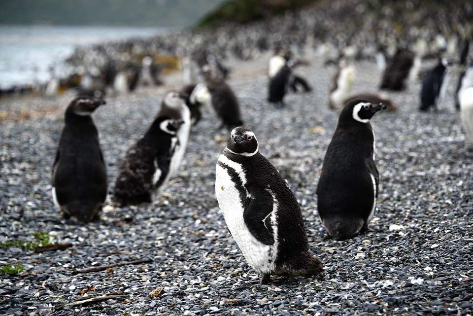 Premium Patagonia - Intrepid Travel - Chile - Image 1