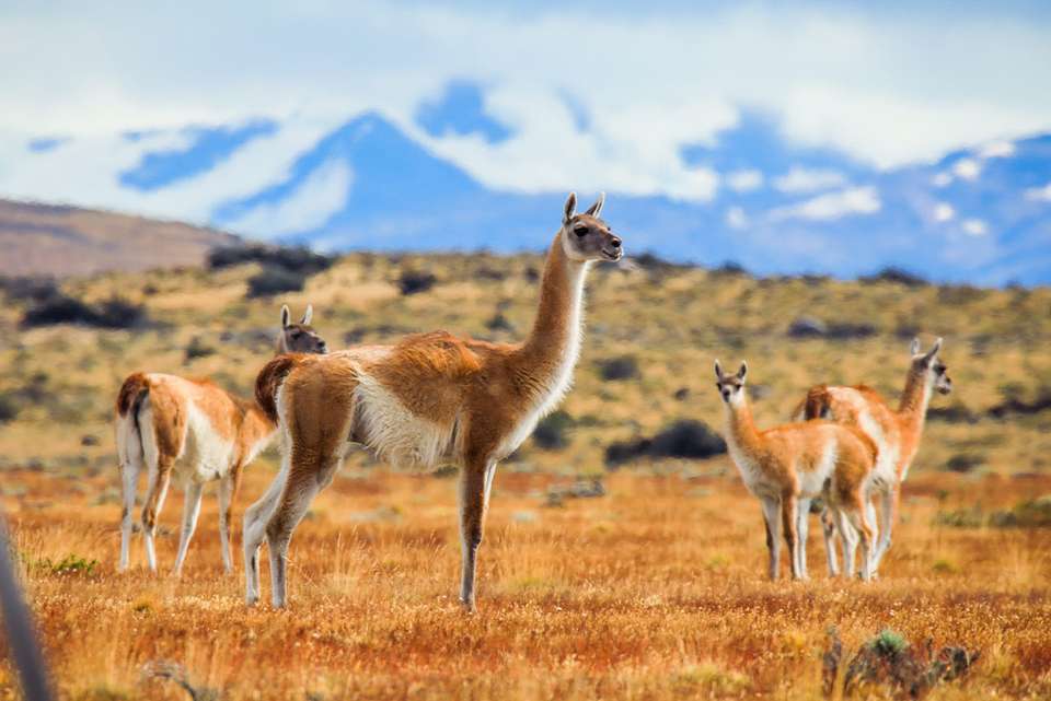 Premium Patagonia - Intrepid Travel - Chile - Image 3