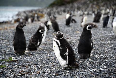 Premium Patagonia - Spring Tours