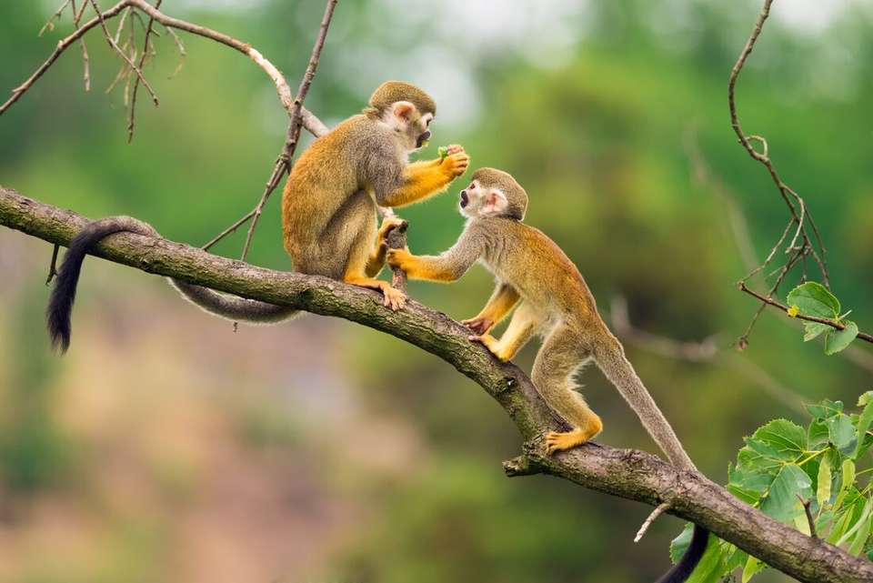 Premium Peru in Depth - Intrepid Travel - Peru - Image 7
