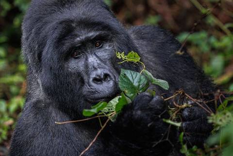 Premium Rwanda & Gorillas Of Uganda - August 2026