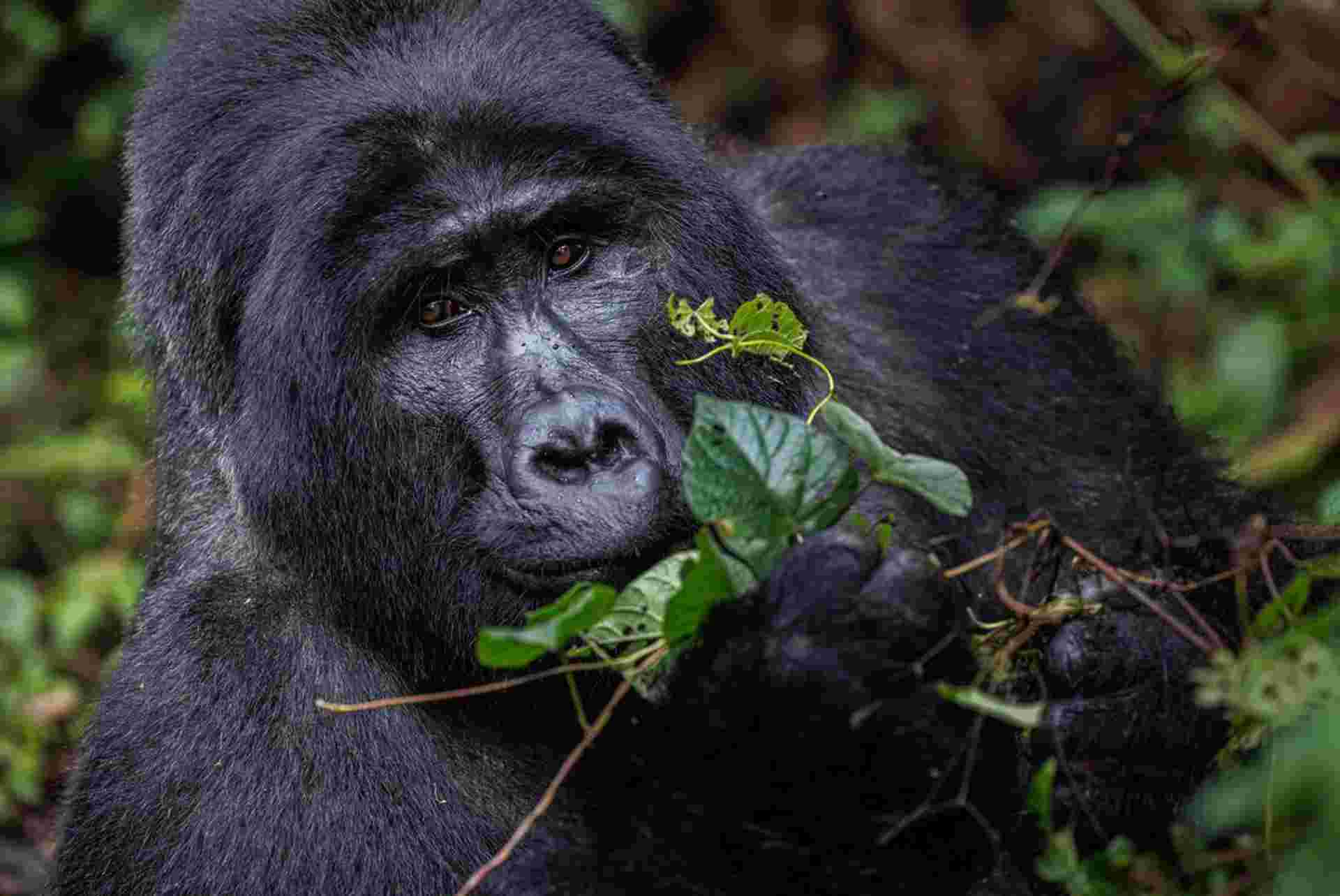 Premium Rwanda & Gorillas of Uganda