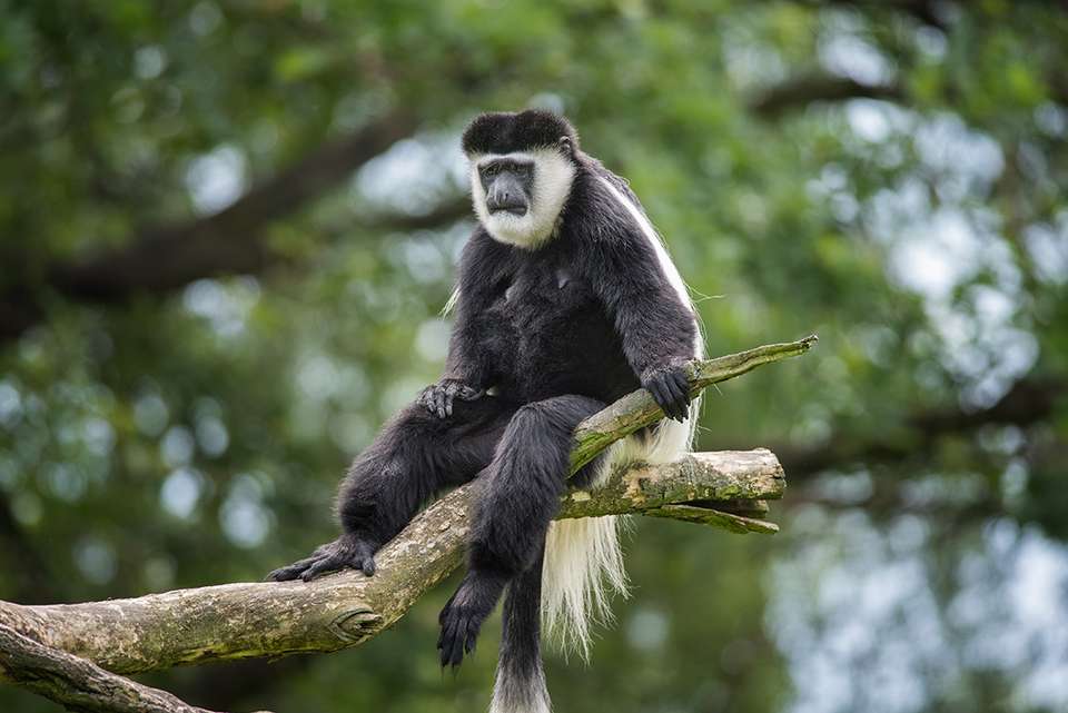 Premium Rwanda & Gorillas of Uganda - Intrepid Travel - Rwanda - Image 2