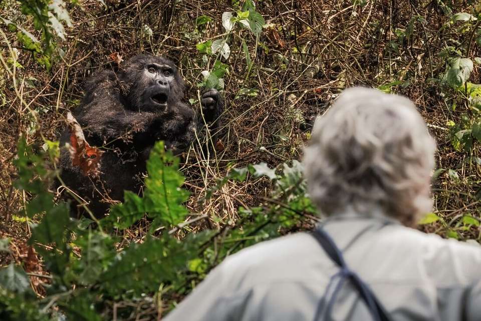 Premium Rwanda & Gorillas of Uganda - Intrepid Travel - Rwanda - Image 6
