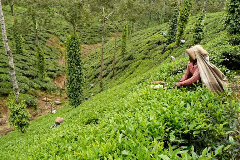 Premium South India trip - alternative tour available