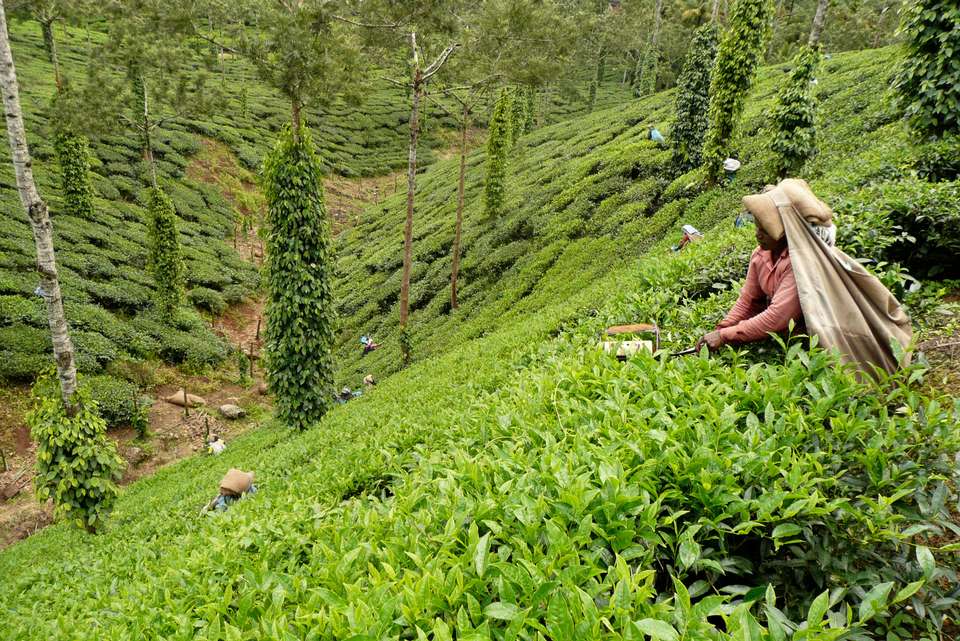 Premium South India - Intrepid Travel - India - Image 1