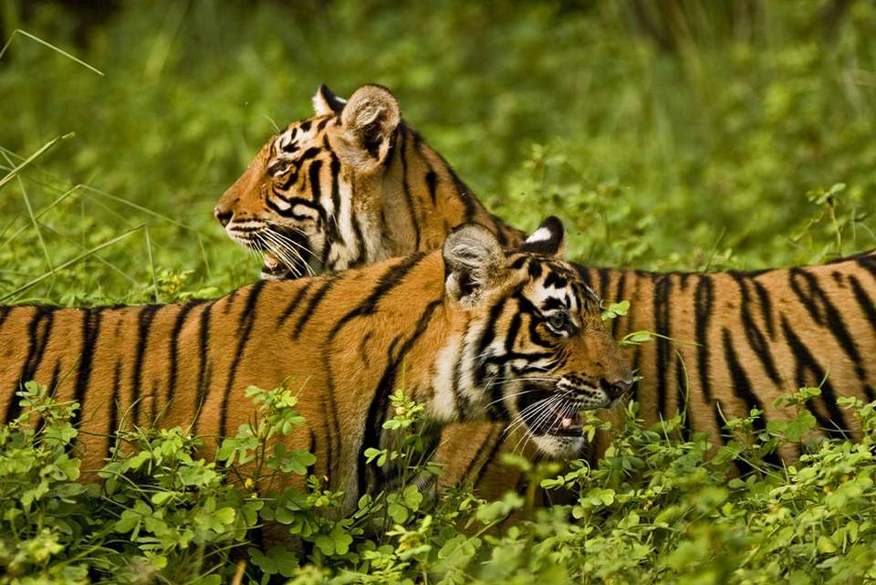 Premium South India - Intrepid Travel - India - Image 8