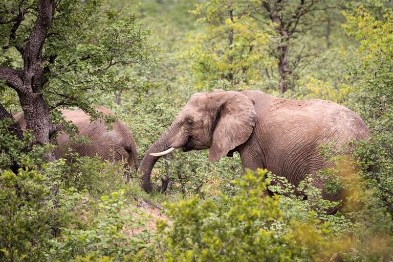 Premium Southern Africa trip - alternative tour available