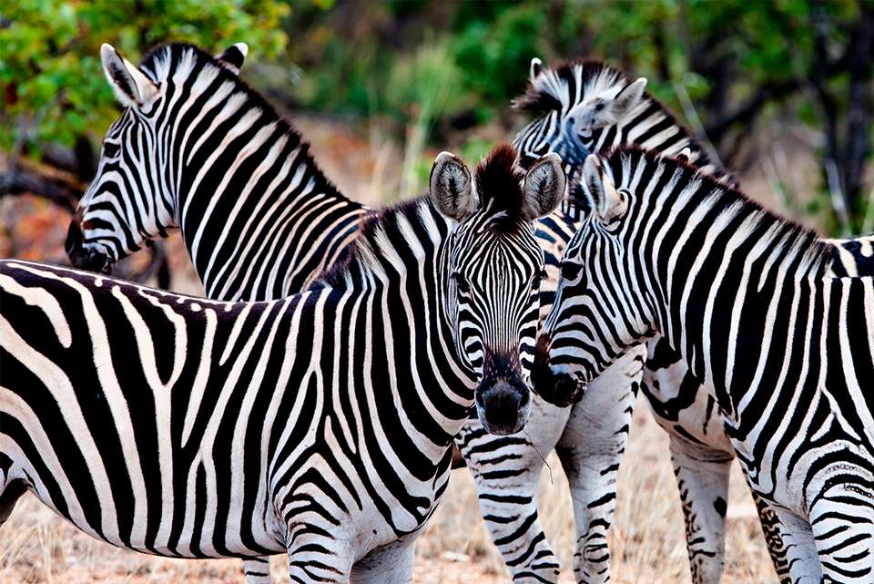 Premium Southern Africa - Intrepid Travel - South Africa - Image 3
