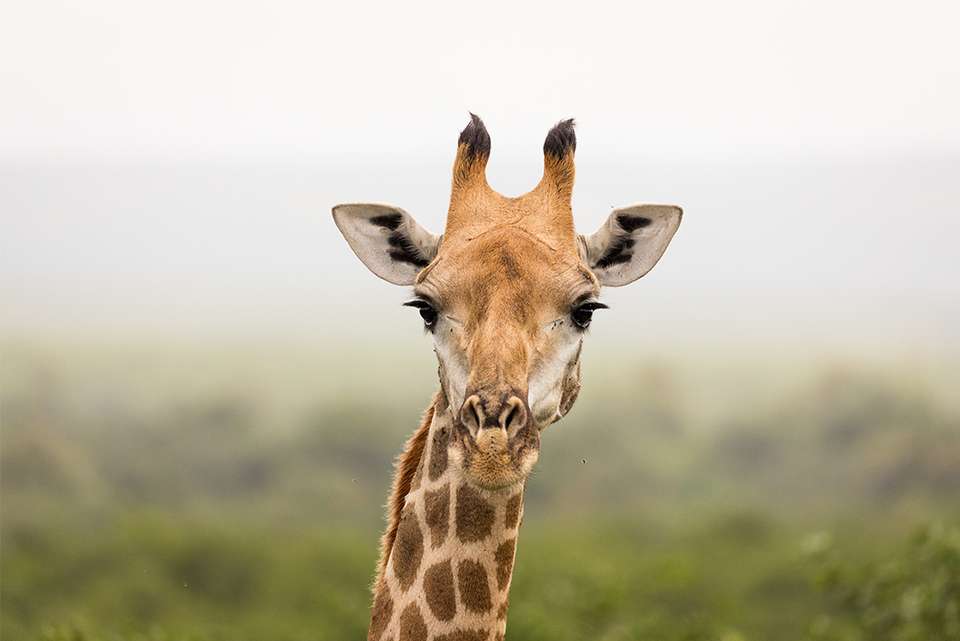 Premium Southern Africa - Intrepid Travel - South Africa - Image 4