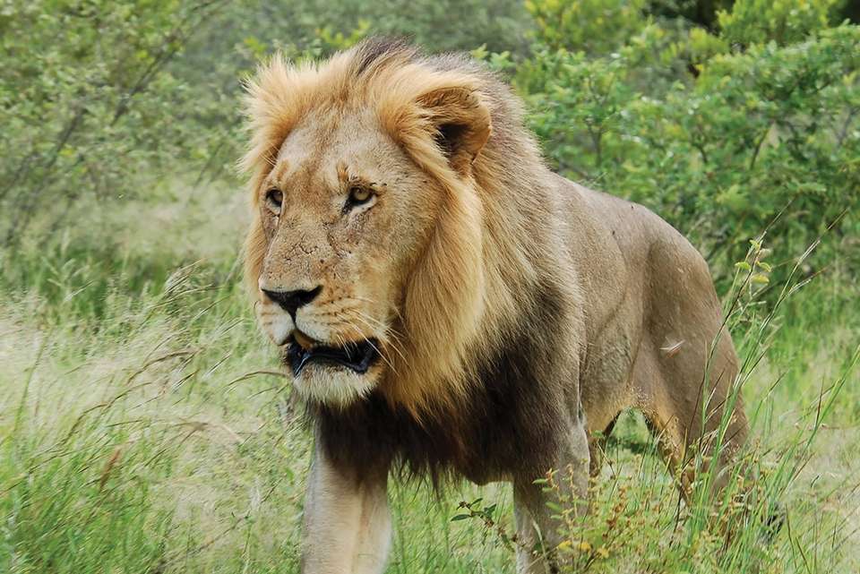 Premium Southern Africa - Intrepid Travel - South Africa - Image 5