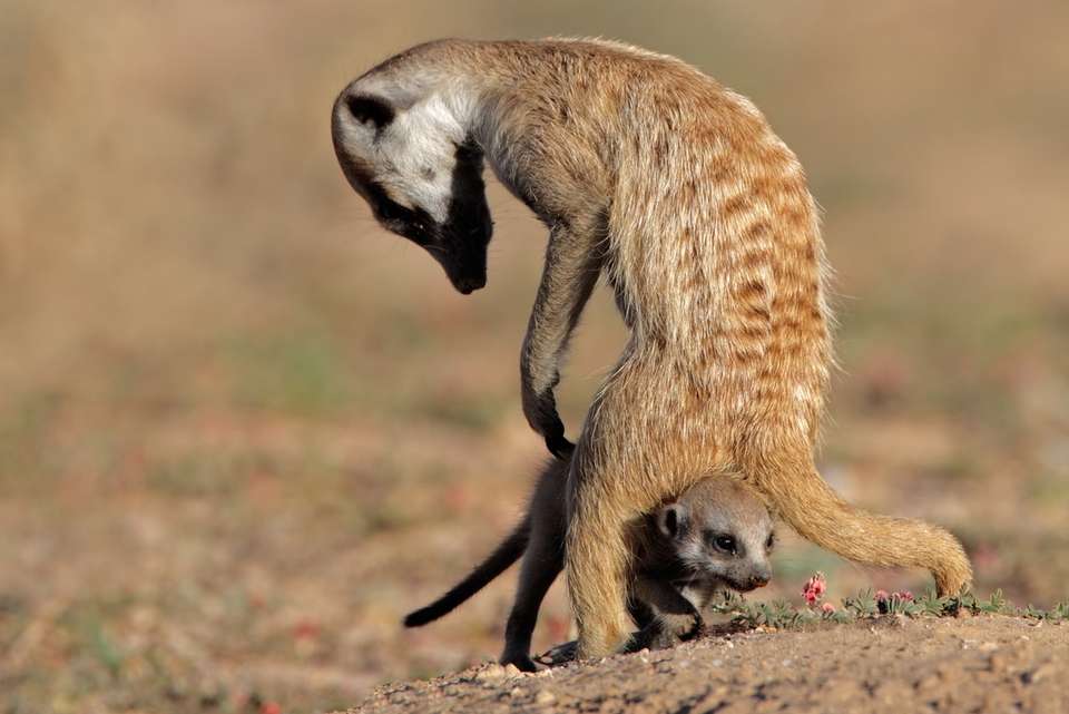 Premium Southern Africa in Depth - Intrepid Travel - South Africa - Image 3