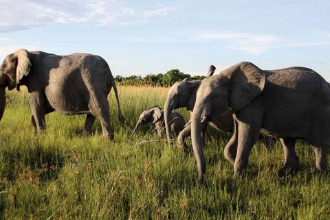 Africa Wildlife Safaris And Game Drives Tour: Premium Southern Africa In Depth
